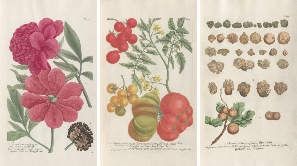 Tegninger av røde blomster, tomatplante og nøtter