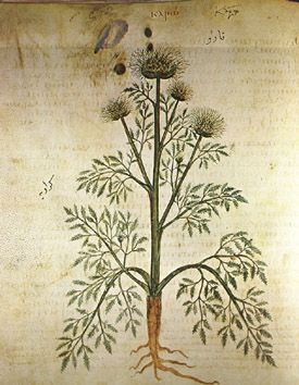 Bildeutsnitt fra Pedanius Dioscorides: De materia medica