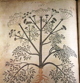 Bildeutsnitt fra Pedanius Dioscorides: De materia medica