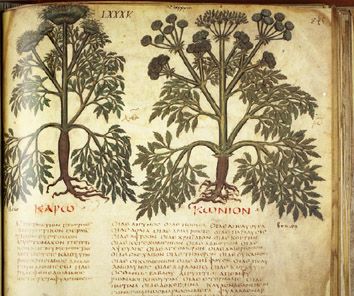Bildeutsnitt fra Pedanius Dioscorides: De materia medica
