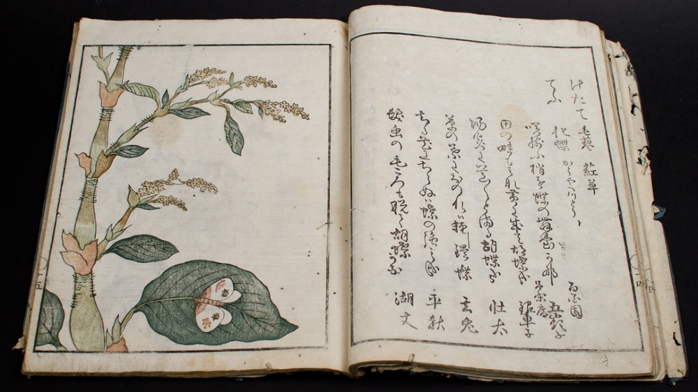 En oppslått eldre japansk bok