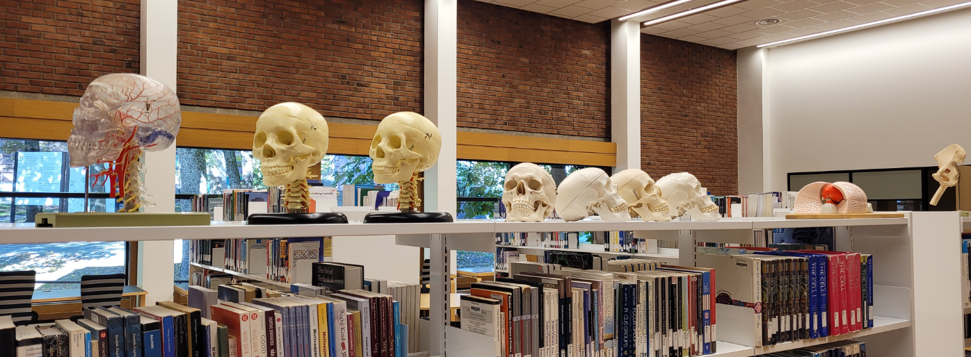 Bokhylle med bøker og anatomiske modell-hodeskaller.