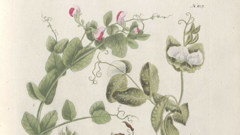 Illustration of a plant.