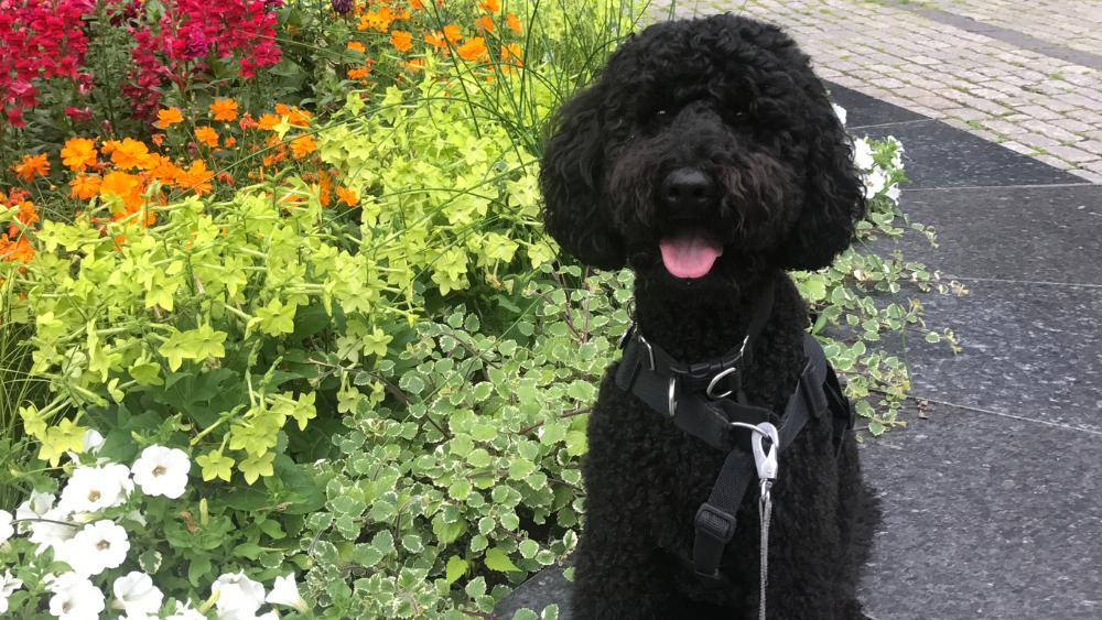 Hunden Pico