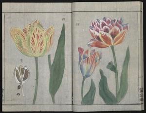 Image may contain: Flower, Plant, Botany, Petal, Painting.