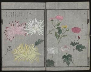 Image may contain: Flower, Plant, Rectangle, Petal, Art.