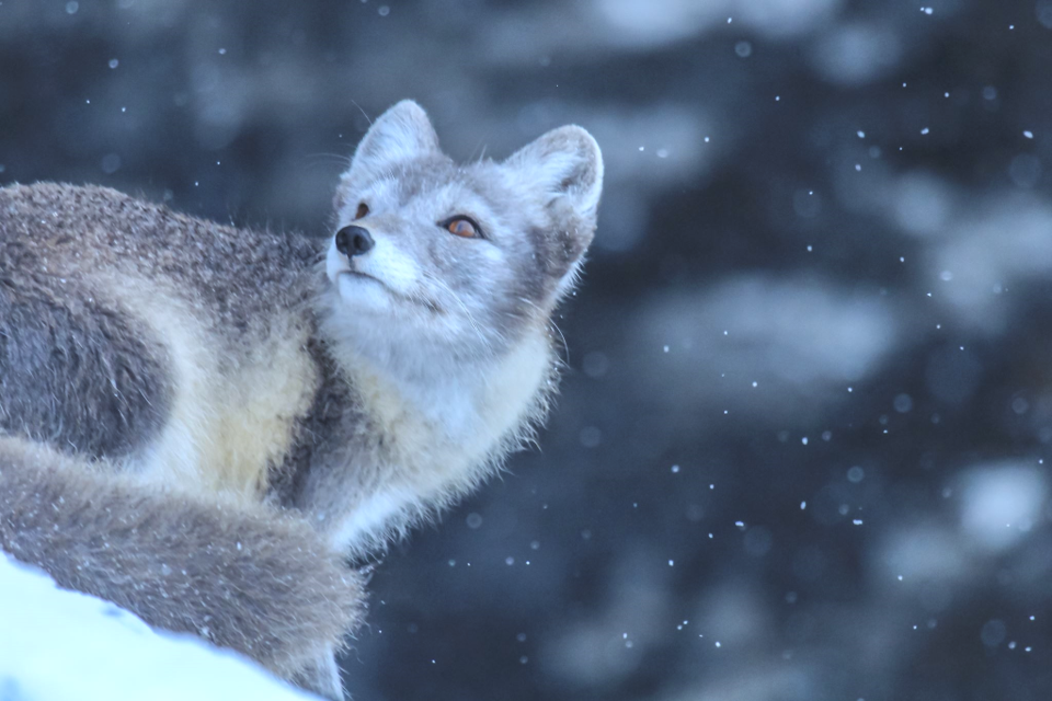 Logo for Master Seminar 1: Arctic fox