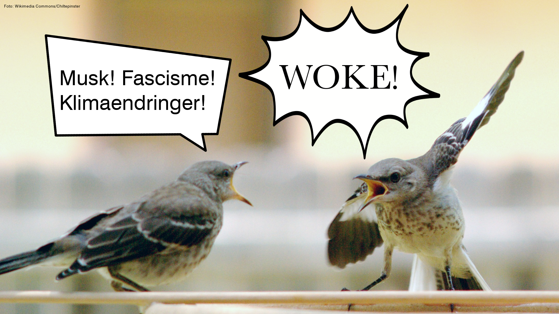 foto av to fugler som står mot hverandre, over dem er det to snakkebobler. I den ene snakkeboblen står det Musk! Fascisme! Klimaforandringer!. I den andre står det WOKE!