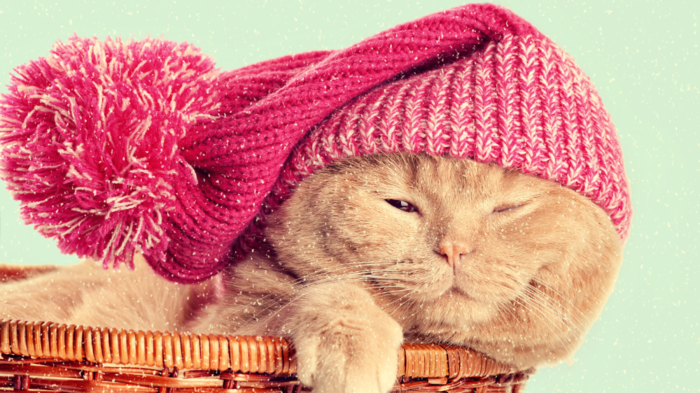 Cat with a pink hat