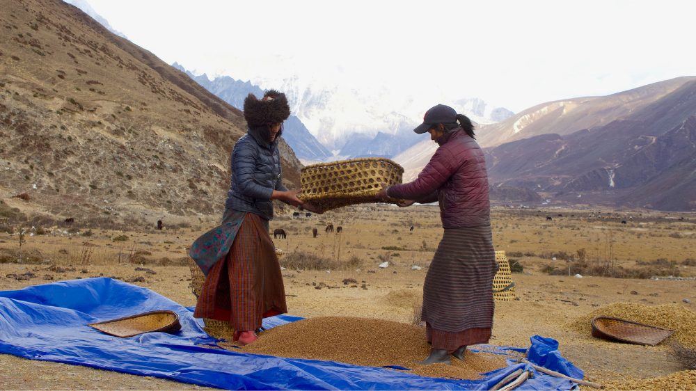 Women winnowing the barley harvest.